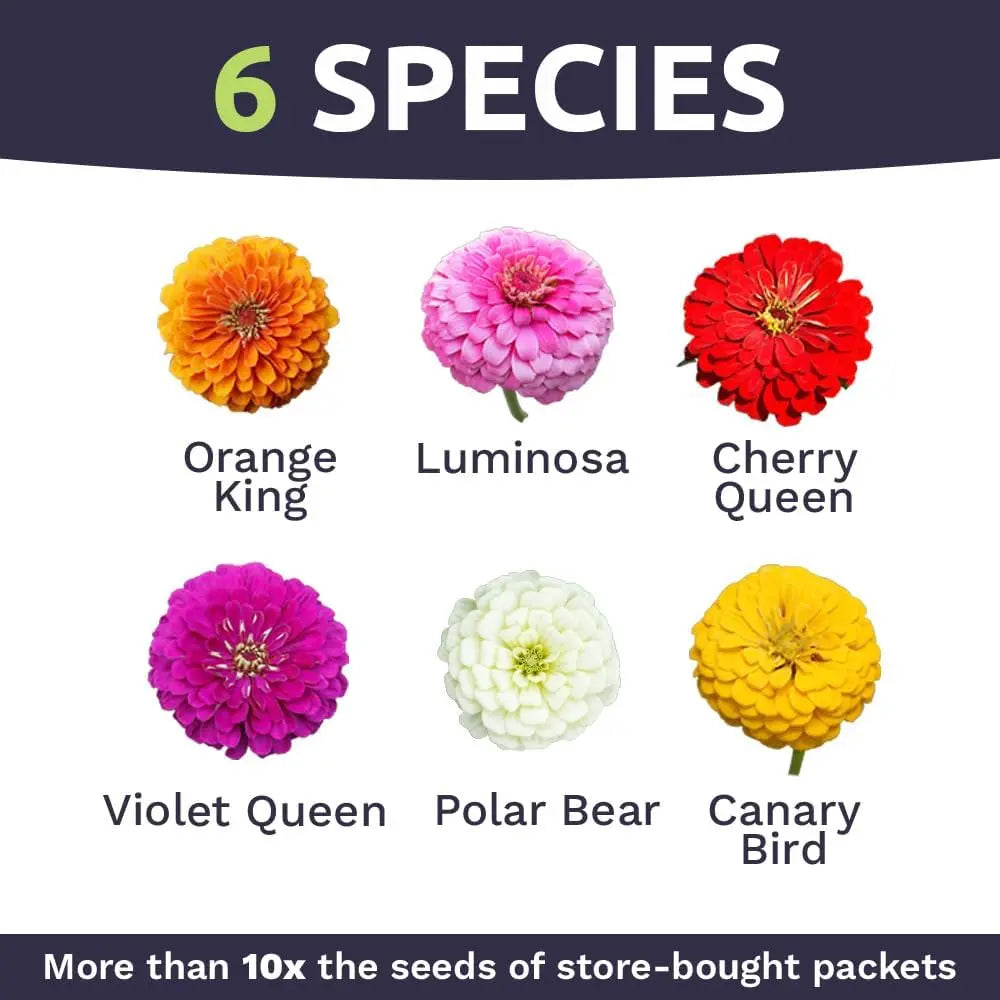 Zinnia Flower Seeds – California Giants Mix