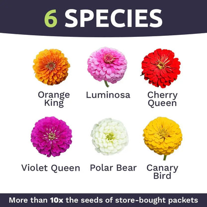 Zinnia Flower Seeds – California Giants Mix