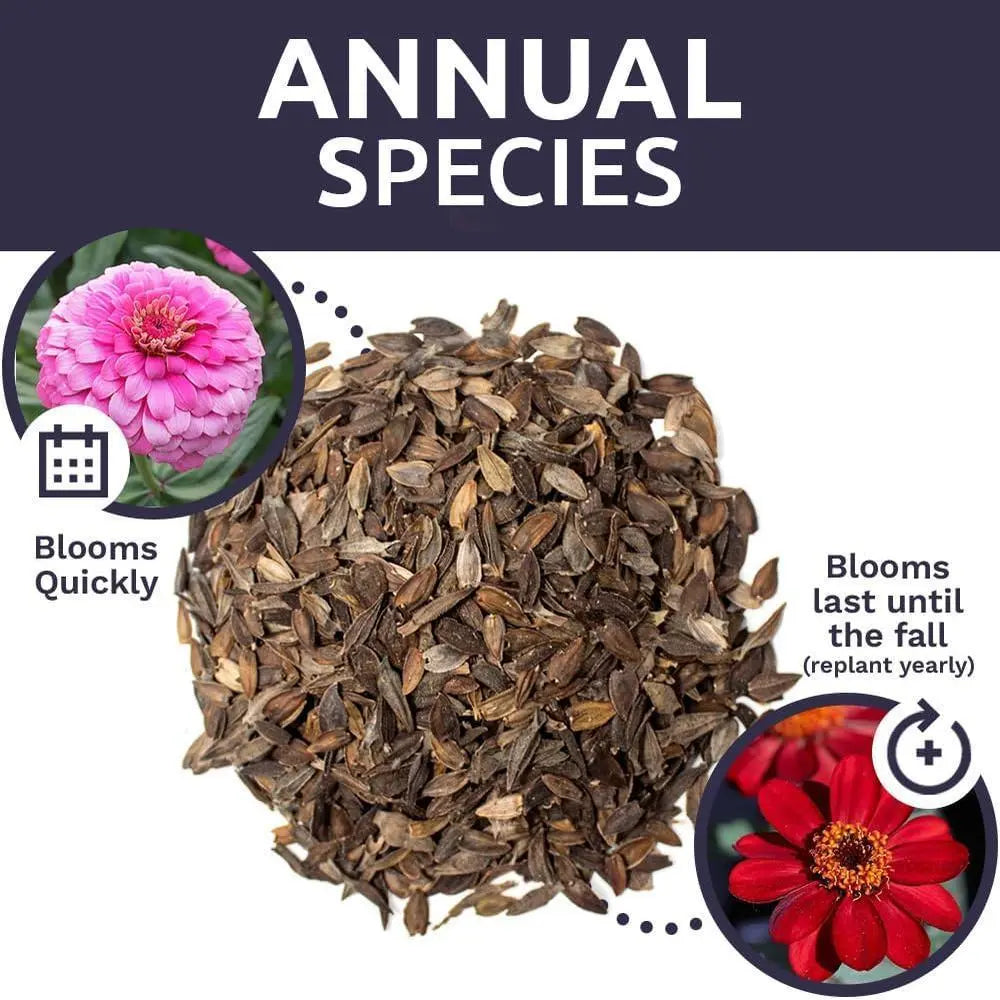 Zinnia Flower Seeds – California Giants Mix