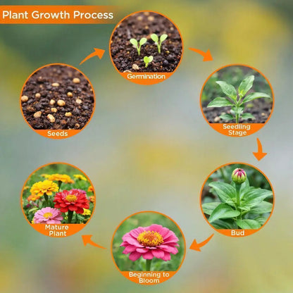 Zinnia Flower Seeds – California Giants Mix